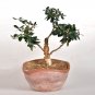 10 SEEDS Olive  Tree Olea Europaea  Mini