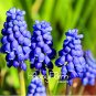 100 SEEDS New Arrival!Blue Violet Purple Grape Hyacinth flower