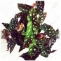 50 SEEDS Begonia