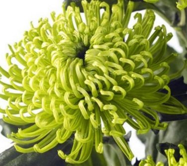 200 SEEDS Chrysanthemum