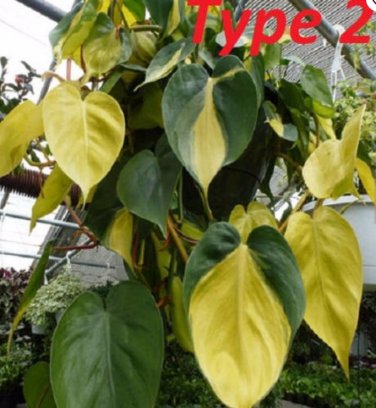 100 philodendron SEEDS T1