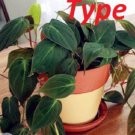 100 philodendron SEEDS T2