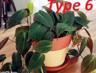100 philodendron SEEDS T2