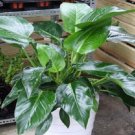 100 philodendron SEEDS T3