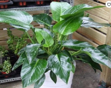 100 philodendron SEEDS T3