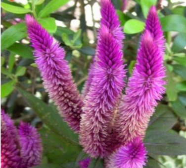 200 SEEDS Purple Flamingo Cockscomb