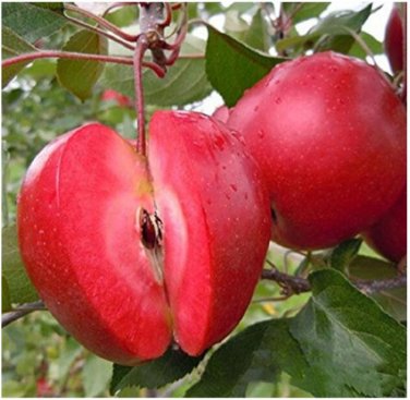 50 RedFleshed Apple SEEDS Redlove Apple Fruit Tree Seed