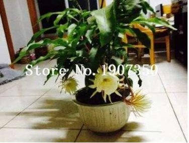 100 SEEDS Epiphyllum Anguliger Fishbone Succulent Zig Zag Cactus Hanging  flower