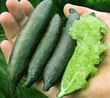 20 SEEDS Novel Finger Limes Citrus Pomegranate  Delicious Sweet Fruit