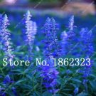 100 SEEDS French Provence Lavender  Beautiful Flower T1