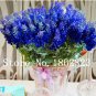 100 SEEDS French Provence Lavender  Beautiful Flower T2