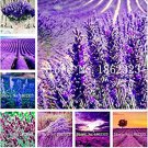 100 SEEDS French Provence Lavender  Beautiful Flower T3