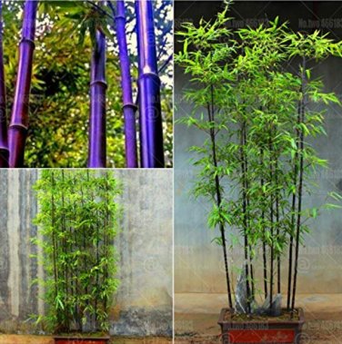 40 SEEDS Purple Bamboo  Phyllostachys nigra