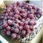 200 SEEDS Sedum Dasyphyllum  Succulents s  Flower  Variety Complete  Interesting