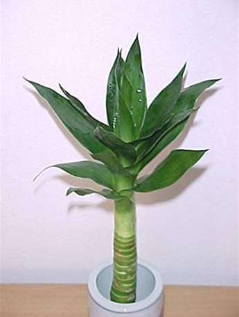 50 SEEDS Lucky Bamboo Choose   Variety Black