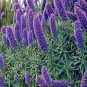 100 SEEDS Echium wildpretii Monocarpic  Biennial