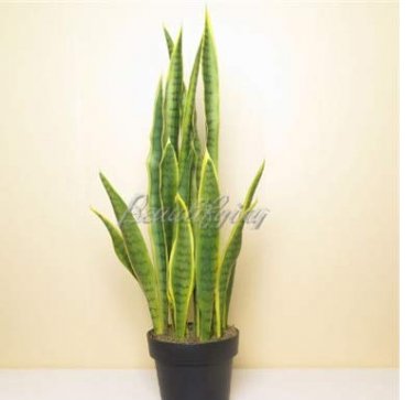 300 SEEDS Artificial Succulent Agave Sansevieria Trifasciata
