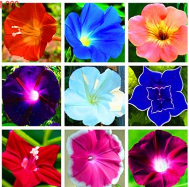 100 SEEDS Morning Glory Flower Flores mix