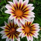 Gazania  Multicolor Mixed  Beautiful Gazania Flower Garden 100 SEEDS