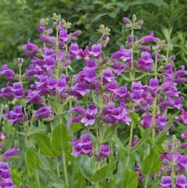 200 SEEDS Mixed Beardtongues Penstemon