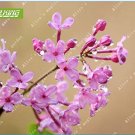 60 SEEDS Lilac Flowers Syzygium Aromaticum Flower