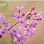 60 SEEDS Lilac Flowers Syzygium Aromaticum Flower