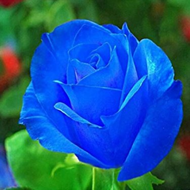 100 SEEDS Midnight Supreme Rose