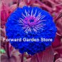 Mixed Zinnia  Pretty Pastel Colors Flowers  200 SEEDS