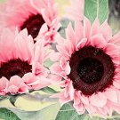 Water Pink Sunflower 50 SEEDS
