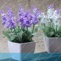 100 SEEDS French Provence Lavender  Very Fragrant Organic Lavender  Flower Flower