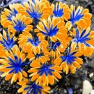 200 SEEDS Oxalis Versicolor Flowers T1