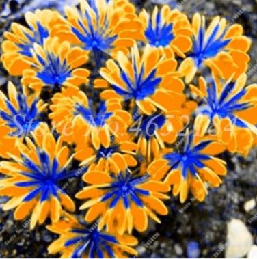 200 SEEDS Oxalis Versicolor Flowers T1