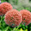200 SEEDS Giant Allium Giganteum Purple Allium Gorgeous Flower Germination Rate of 95% T3
