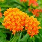100 SEEDS Caesalpinia pulcherrima Poinciana Peacock Flower SEEDS red bird of paradise