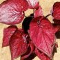 100 SEEDS Colorful Thailand Caladium Flower  Burnt Rose Elephant Ear Beautiful  Flower