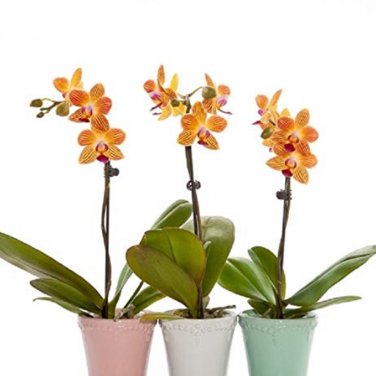 100 SEEDS Mini  Orchid