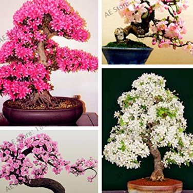 10 SEEDS Mixed Japanese Sakura FloreS Cherry Blossoms
