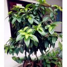 10 SEEDS Cinnamomum Kotoense Foliage