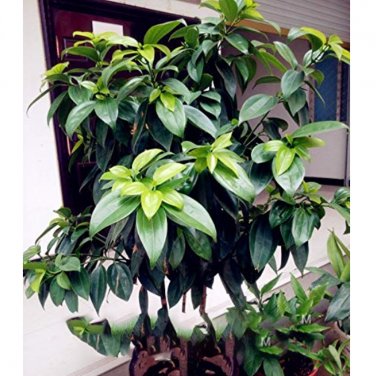 10 SEEDS Cinnamomum Kotoense Foliage