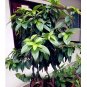 10 SEEDS Cinnamomum Kotoense Foliage