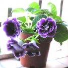 Imported Gloxinia  200 SEEDS Perennial Sinningia Gloxinia Pot Easy to Grow