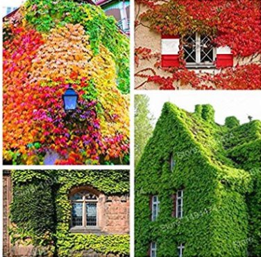 Kasuki 100 SEEDS Mixed Colors Boston Ivy  Creepers Green Boston Grass  Parthenocissus Tricuspidata