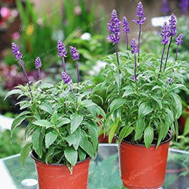 100 SEEDS Sage Vanilla Fragrant Flowers Edible Salvia Japonica  Terrace