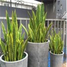 300 SEEDS Artificial Succulent Agave Sansevieria Trifasciata   Balcony 1