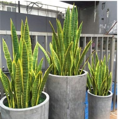 300 SEEDS Artificial Succulent Agave Sansevieria Trifasciata   Balcony 1