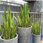 300 SEEDS Artificial Succulent Agave Sansevieria Trifasciata   Balcony 1