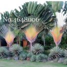 100 SEEDS Purple Travelers Palm Flores  Ravenala Madagascariensis