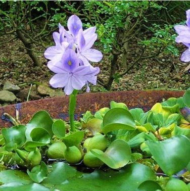 100 SEEDS Fresh Real shuihulu semillas  Eichhornia crassipes Aquatic sementes