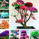 Rhododendron Flower Easy Grow Azalea 100 SEEDS