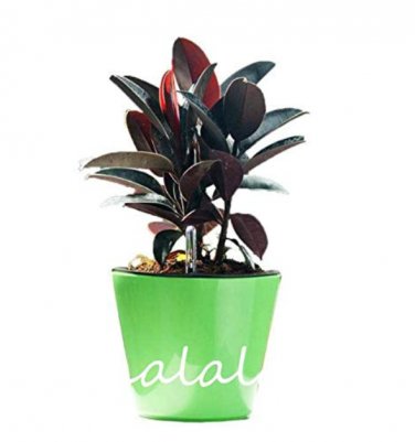 50 SEEDS Ficus Elastica Decora Indian Rubber Tree Purify Air